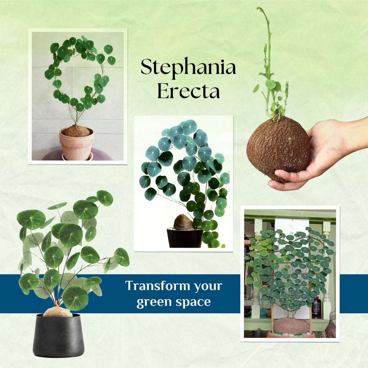 Stephania Erecta Plant | š„FLAT 50% OFF SALEš„